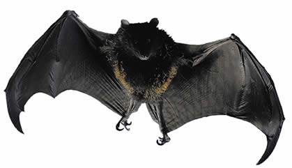 Foto morcego